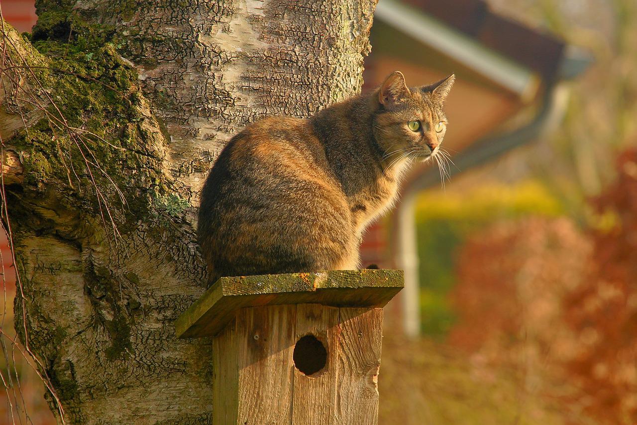 4 Tips om katten uit je tuin te houden